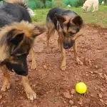 Clínica Veterinaria Dr. Palmer - Bild 10