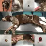 Clinica Veterinària Arxiduc - Bild 3