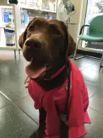 Clinica Veterinària Arxiduc - Bild 8