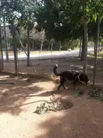 Parque público Ses Sorts - Bild 4