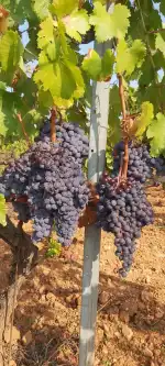 Jaume de Puntiró - Bild 6