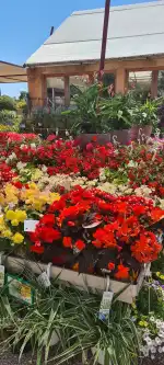 Sa Jardineria - Bild 9