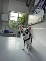 Món Veterinari - Bild 10