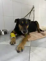 Món Veterinari - Bild 4