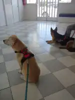 Món Veterinari - Bild 7