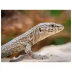 sa Dragonera Natural Park - Imagen 9