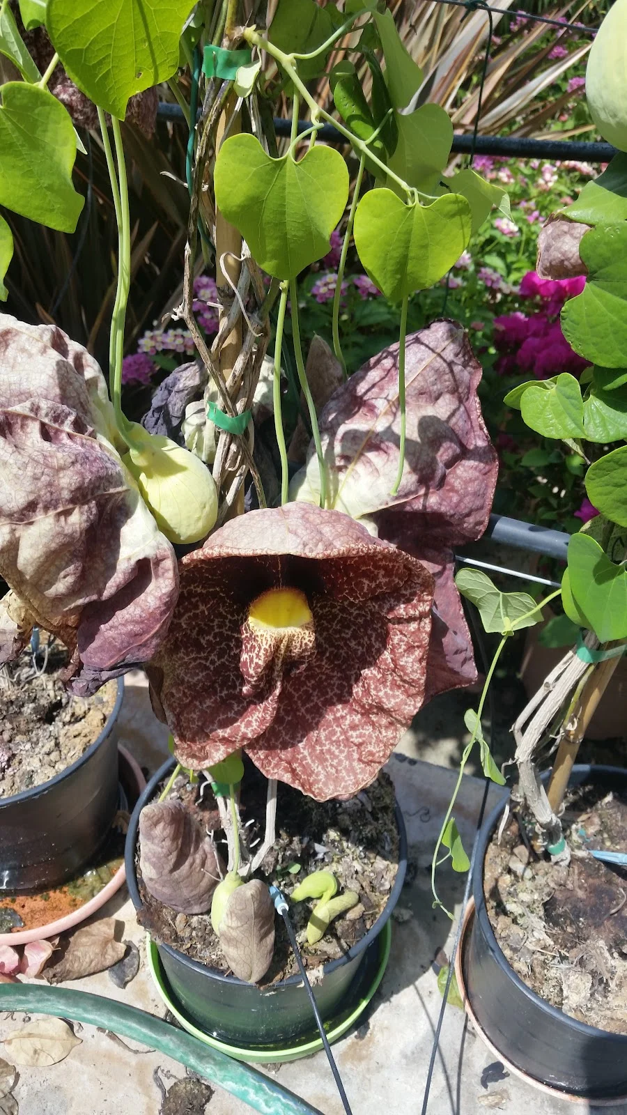 Viveros Pou Nou - Bild 5