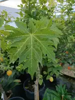 Viveros Pou Nou - Imagen 7