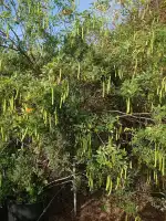 Viveros Pou Nou - Imagen 8