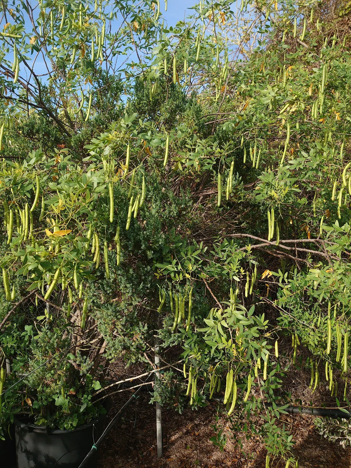 Viveros Pou Nou - Bild 8