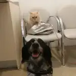 Clínica Veterinaria Arol | MiVet - Bild 3