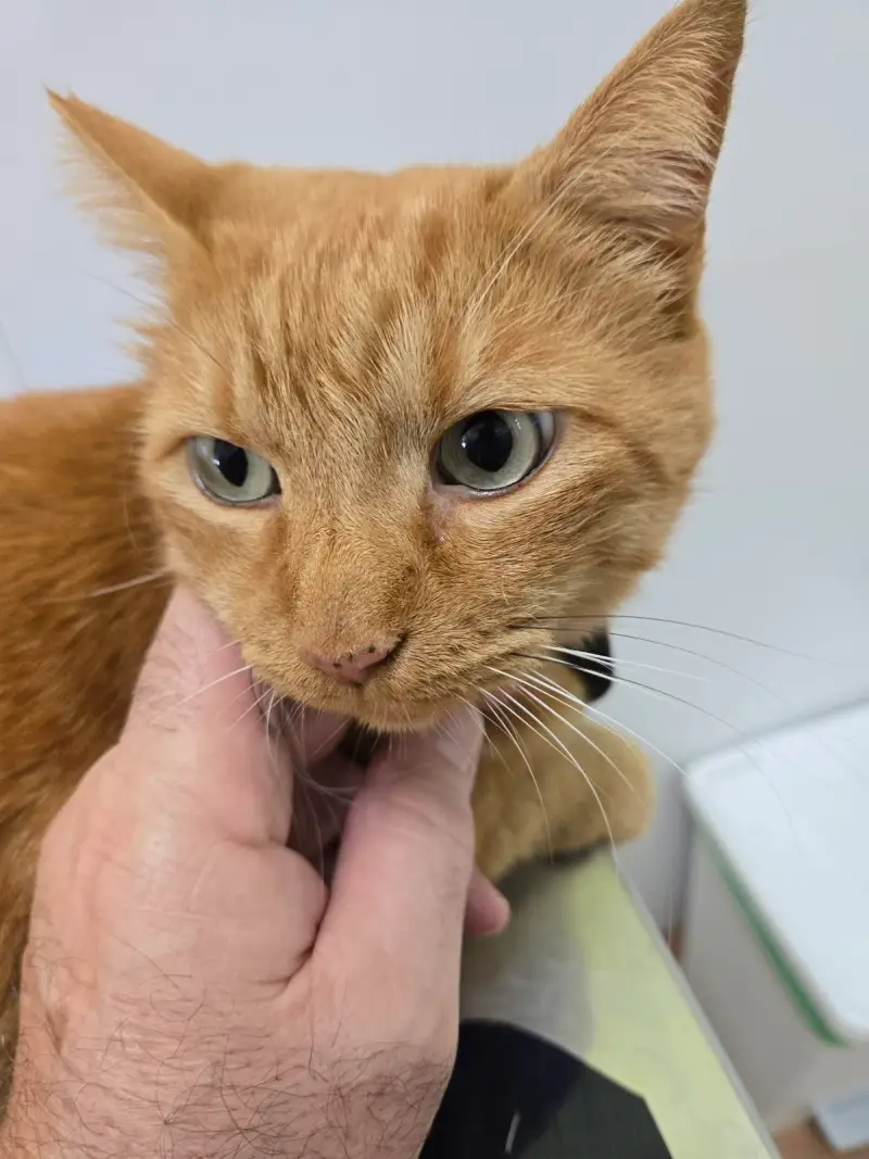 Clínica Veterinària Sant Marçal - Bild 1