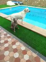 Clínica Veterinària Sant Marçal - Bild 9