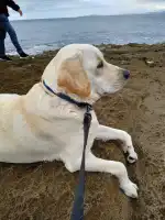 Clínica Veterinària Sant Marçal - Bild 6