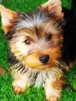 Clínica Veterinària Sant Marçal - Bild 8