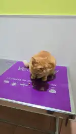 Clínica Veterinària Sant Marçal - Bild 9