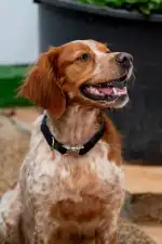 Tierhilfe Mallorca - Imagen 10