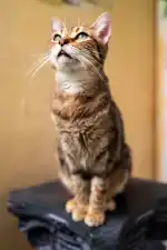 Tierhilfe Mallorca - Imagen 3