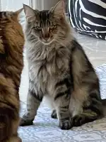 Tierhilfe Mallorca - Imagen 9