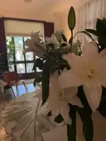 Dagné Pupo Clinic - Bild 6