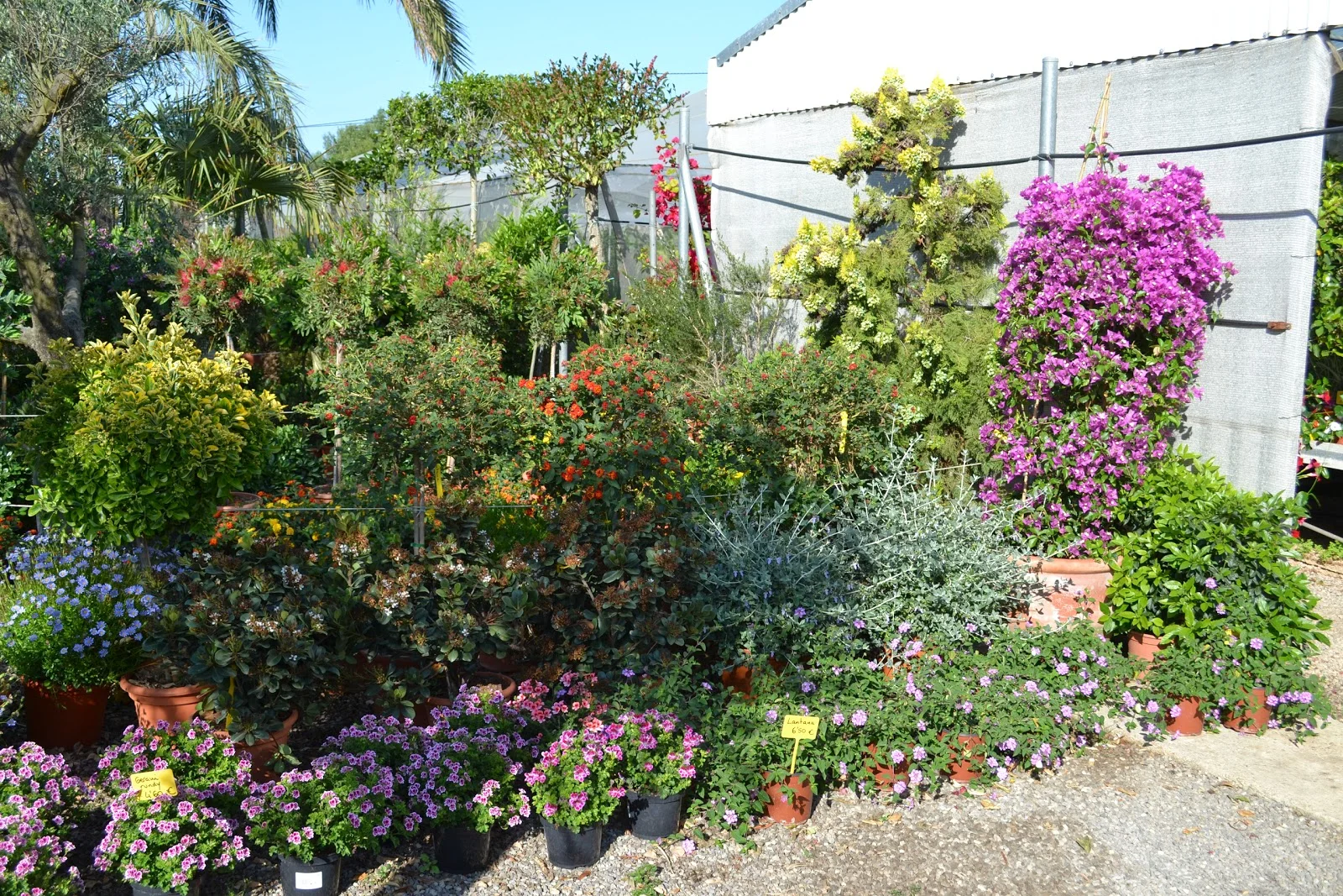 Centre de Jardineria Santanyí - Bild 8