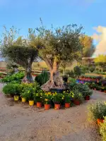 Centre de Jardineria Santanyí - Imagen 9
