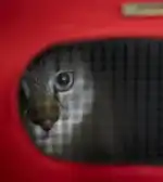 Veterclínic ARTÀ - Bild 7