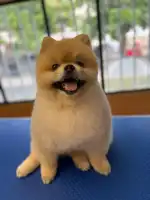 THE ANIMAL WORLD - Bild 10