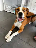 Clínica Veterinaria Son Oliva - Bild 3