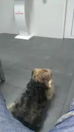 Clínica Veterinaria Son Oliva - Bild 8