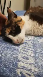 Clínica Veterinària Ca'n Picafort - Bild 9