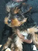 Clínica Veterinària Ca'n Picafort - Bild 9