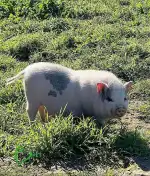 EmaVetexotic - Bild 10