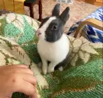 EmaVetexotic - Bild 2