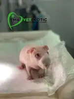 EmaVetexotic - Bild 4