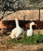 EmaVetexotic - Bild 9