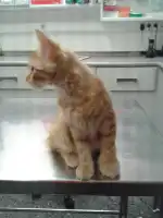 Clinica Veterinaria San Fernando - Bild 5