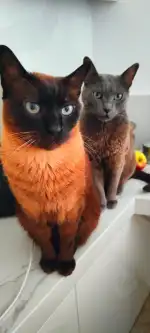 Clinica Veterinaria San Fernando - Bild 6