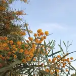 Mallorca Tenis Club - Bild 6