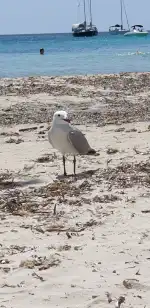 Platja es Carbó - Bild 6