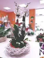 Floristería Calaflors Floristas - Bild 3