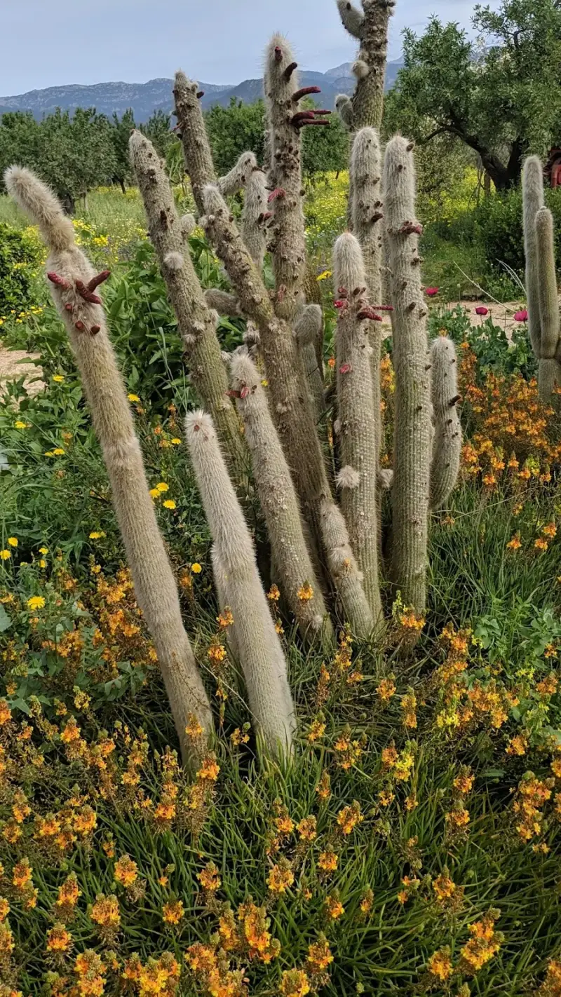 Celler Ramanyà - Bild 1