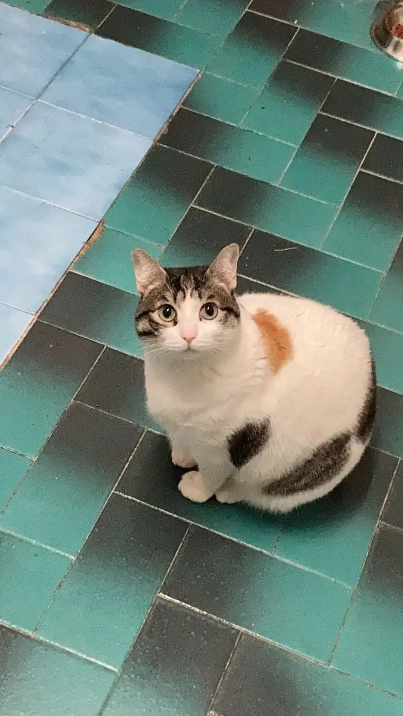 Centre Veterinari Migjorn - Bild 1