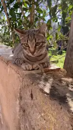 Centre Veterinari Migjorn - Bild 10