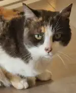 Centre Veterinari Migjorn - Bild 4