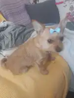 Centre Veterinari Migjorn - Bild 8