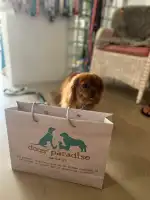 Dogs Paradise - Bild 5