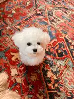 Kiwoko Mundo Animal - Bild 3