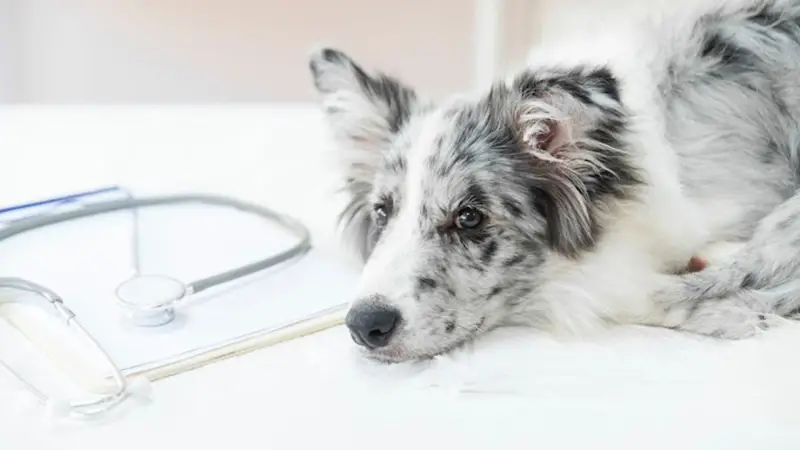 CLÍNICA VETERINARIA LA VILETA - Bild 1