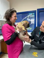 CLÍNICA VETERINARIA LA VILETA - Bild 2